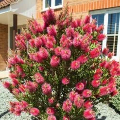 Callistemone "Callistemon Leavis" Pianta In Vaso 17 Cm H. 80/100 Cm -Negozio al dettaglio Evergreen 57206292 3