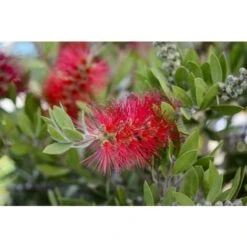 Callistemone "Callistemon Leavis" Pianta In Vaso 17 Cm H. 80/100 Cm -Negozio al dettaglio Evergreen 57206292 4