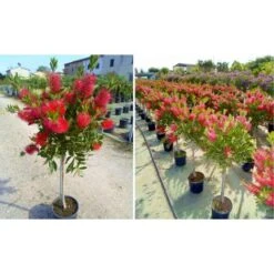 Callistemone "Callistemon Leavis" Pianta In Vaso 17 Cm H. 80/100 Cm -Negozio al dettaglio Evergreen 57206292 5