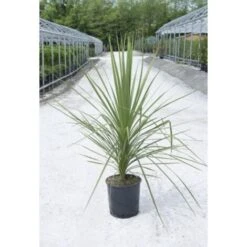 Cordilinea "Cordyline Australis" Pianta In Vaso H. 40/50 Cm -Negozio al dettaglio Evergreen 57206335 3