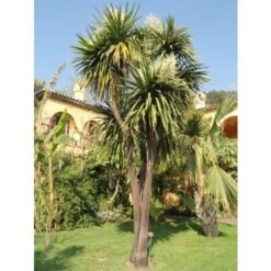 Cordilinea "Cordyline Australis" Pianta In Vaso H. 40/50 Cm -Negozio al dettaglio Evergreen 57206335 5