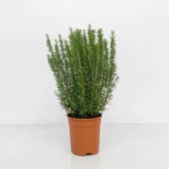 ROSMARINO OFFICINALE Ø 24 Cm