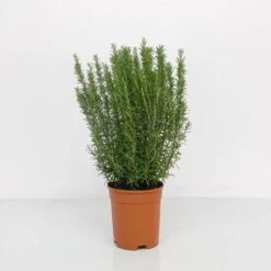ROSMARINO OFFICINALE Ø 24 Cm -Negozio al dettaglio Evergreen 57774498 3