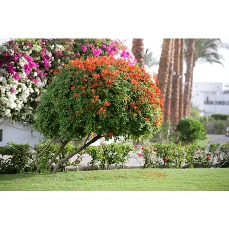 Bignonia Capensis "Tecomaria Capensis" Pianta Rampicante In Vaso H. 30/50 Cm 2 Bignonia Capensis "Tecomaria Capensis" Pianta Rampicante In Vaso H. 30/50 Cm - immagine 2