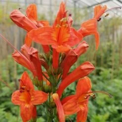 Bignonia Capensis "Tecomaria Capensis" Pianta Rampicante In Vaso H. 30/50 Cm 7 Bignonia Capensis "Tecomaria Capensis" Pianta Rampicante In Vaso H. 30/50 Cm -Negozio al dettaglio Evergreen 58671003 3