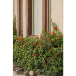 Bignonia Capensis "Tecomaria Capensis" Pianta Rampicante In Vaso H. 30/50 Cm 8 Bignonia Capensis "Tecomaria Capensis" Pianta Rampicante In Vaso H. 30/50 Cm -Negozio al dettaglio Evergreen 58671003 4