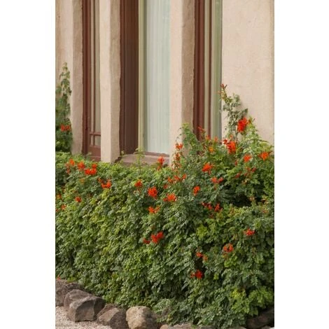 Bignonia Capensis "Tecomaria Capensis" Pianta Rampicante In Vaso H. 30/50 Cm 4 Bignonia Capensis "Tecomaria Capensis" Pianta Rampicante In Vaso H. 30/50 Cm - immagine 4