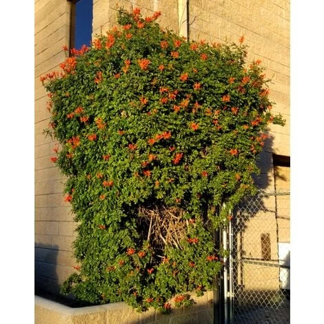 Bignonia Capensis "Tecomaria Capensis" Pianta Rampicante In Vaso H. 30/50 Cm 5 Bignonia Capensis "Tecomaria Capensis" Pianta Rampicante In Vaso H. 30/50 Cm - immagine 5