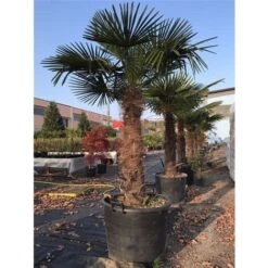 Bellissime Palme Da Giardino, Piscine, Balconi Palma In Vaso 70 Cm FOTO REALE