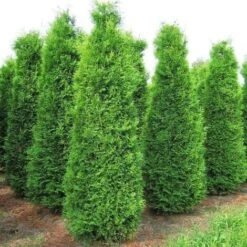 Thuja Occidentalis &8220Brabant&8221 - Ø 24 Cm