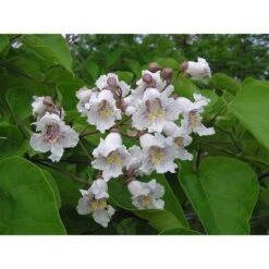 Catalpa Bignonioides "Albero Dei Sigari" Pianta In Vaso H. 60/80 Cm -Negozio al dettaglio Evergreen 63684576 3