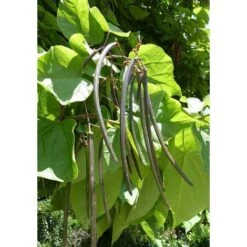 Catalpa Bignonioides "Albero Dei Sigari" Pianta In Vaso H. 60/80 Cm -Negozio al dettaglio Evergreen 63684576 4