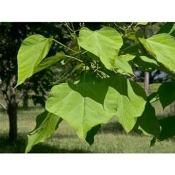 Catalpa Bignonioides "Albero Dei Sigari" Pianta In Vaso H. 60/80 Cm -Negozio al dettaglio Evergreen 63684576 5
