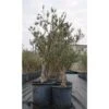 Bellissimi Alberi Di Ulivo Olivo Di 7 Anni Resistenti Al Freddo H. 40/80 Cm Con Circonferenza Tronco 13/15 Cm Circonferenza Tronco 13/15 Cm Non Specificato