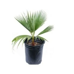 Palma "Washingtonia Filifera" Palma Californiana In Vaso 9 Cm