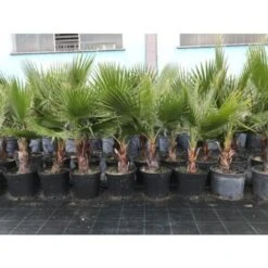 Palma "Washingtonia Filifera" Palma Californiana In Vaso 9 Cm -Negozio al dettaglio Evergreen 63684627 4
