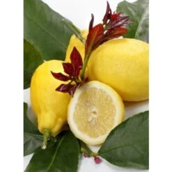 Negozio al dettaglio Evergreen -Negozio al dettaglio Evergreen 63684629 2