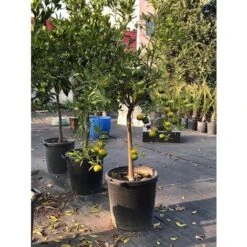 Pianta Di Agrumi Di Sicilia Limone 12 Anni In Mastellino 40 Cm ( Foto Reali ) Limone -Negozio al dettaglio Evergreen 63684629 3