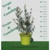 Bellissimi Alberelli Di Ulivo Olivo In Vaso Nuovo Vari Colori Circonferenza Tronco 7/9 Cm Circonferenza Tronco 7/9 Cm