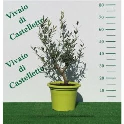 Bellissimi Alberelli Di Ulivo Olivo In Vaso Nuovo Vari Colori Circonferenza Tronco 7/9 Cm Circonferenza Tronco 7/9 Cm