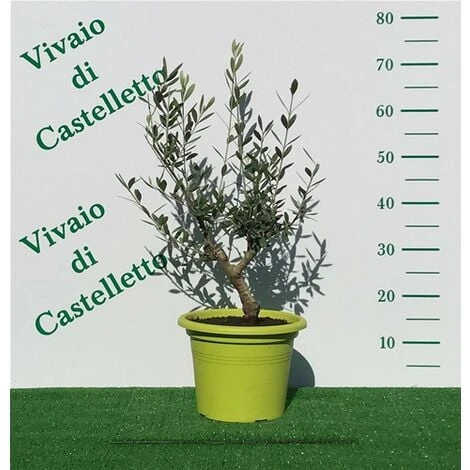 Bellissimi Alberelli Di Ulivo Olivo In Vaso Nuovo Vari Colori Circonferenza Tronco 7/9 Cm Circonferenza Tronco 7/9 Cm 1 Bellissimi Alberelli Di Ulivo Olivo In Vaso Nuovo Vari Colori Circonferenza Tronco 7/9 Cm Circonferenza Tronco 7/9 Cm