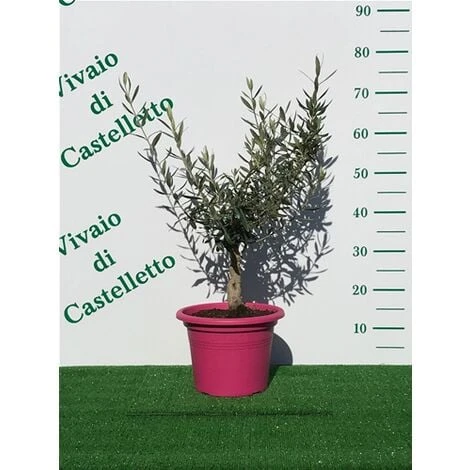 Bellissimi Alberelli Di Ulivo Olivo In Vaso Nuovo Vari Colori Circonferenza Tronco 7/9 Cm Circonferenza Tronco 7/9 Cm 2 Bellissimi Alberelli Di Ulivo Olivo In Vaso Nuovo Vari Colori Circonferenza Tronco 7/9 Cm Circonferenza Tronco 7/9 Cm - immagine 2