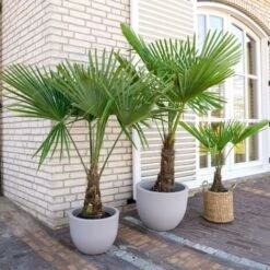 Palma Cinese A Ventaglio "Trachycarpus Fortunei" Pianta In Vaso 9 Cm