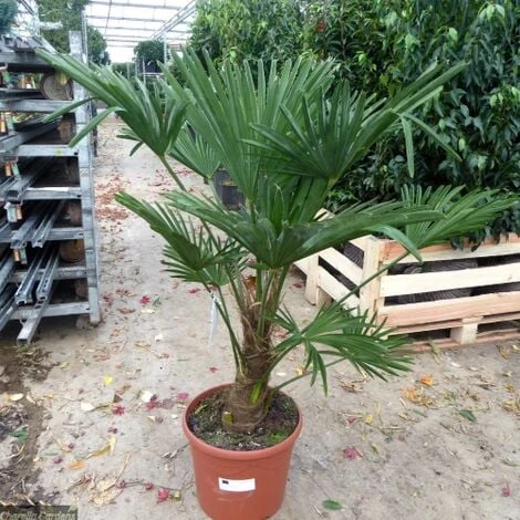 Palma Cinese A Ventaglio "Trachycarpus Fortunei" Pianta In Vaso 9 Cm 2 Palma Cinese A Ventaglio "Trachycarpus Fortunei" Pianta In Vaso 9 Cm - immagine 2