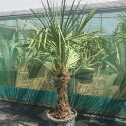 Palma Cinese A Ventaglio "Trachycarpus Fortunei" Pianta In Vaso 9 Cm 7 Palma Cinese A Ventaglio "Trachycarpus Fortunei" Pianta In Vaso 9 Cm -Negozio al dettaglio Evergreen 66262322 4