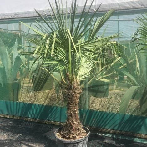 Palma Cinese A Ventaglio "Trachycarpus Fortunei" Pianta In Vaso 9 Cm 4 Palma Cinese A Ventaglio "Trachycarpus Fortunei" Pianta In Vaso 9 Cm - immagine 4