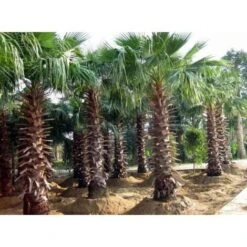 Palma Messicana "Washingtonia Robusta" Pianta In Vaso 9 Cm -Negozio al dettaglio Evergreen 66262331 3