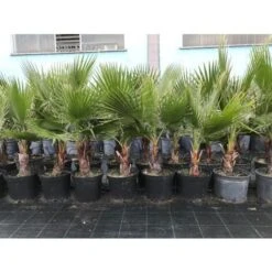 Palma Messicana "Washingtonia Robusta" Pianta In Vaso 9 Cm -Negozio al dettaglio Evergreen 66262331 4