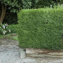 Bosso "Buxus Microphylla Faulkner" Pianta In Vaso 9 Cm -Negozio al dettaglio Evergreen 67162425 3