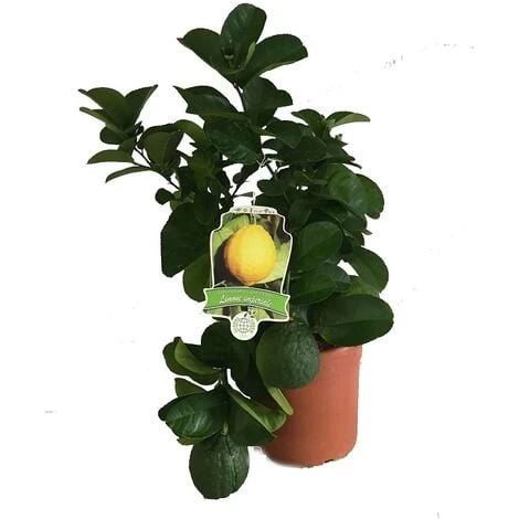 Limone Imperiale Cespuglio 2 Limone Imperiale Cespuglio - immagine 2