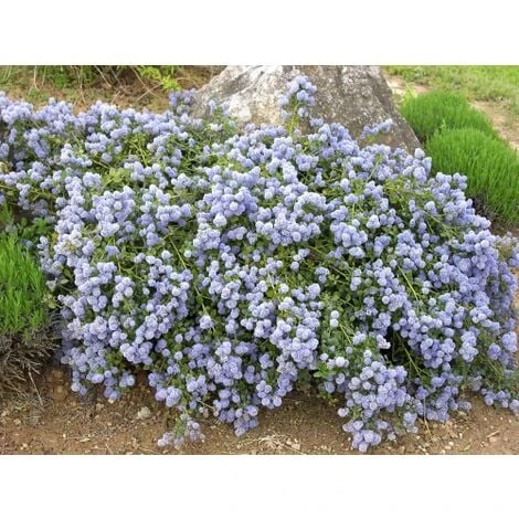 Ceanoto "Ceanothus Thyrsiflorus Repens" Lilla' Della California Pianta In Vaso 11 Cm 2 Ceanoto "Ceanothus Thyrsiflorus Repens" Lilla' Della California Pianta In Vaso 11 Cm - immagine 2