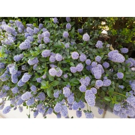 Ceanoto "Ceanothus Thyrsiflorus Repens" Lilla' Della California Pianta In Vaso 11 Cm 3 Ceanoto "Ceanothus Thyrsiflorus Repens" Lilla' Della California Pianta In Vaso 11 Cm - immagine 3