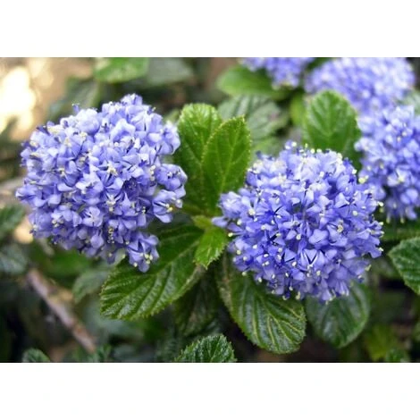 Ceanoto "Ceanothus Thyrsiflorus Repens" Lilla' Della California Pianta In Vaso 11 Cm 4 Ceanoto "Ceanothus Thyrsiflorus Repens" Lilla' Della California Pianta In Vaso 11 Cm - immagine 4