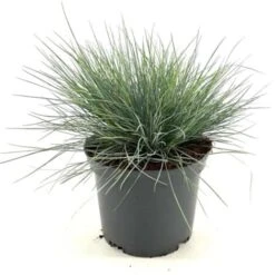 Festuca Blu "Festuca Glauca Elijah Blue" Pianta In Vaso 14 Cm