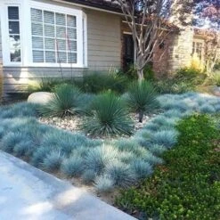 Festuca Blu "Festuca Glauca Elijah Blue" Pianta In Vaso 14 Cm -Negozio al dettaglio Evergreen 70317380 3