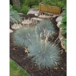 Festuca Blu "Festuca Glauca Elijah Blue" Pianta In Vaso 14 Cm -Negozio al dettaglio Evergreen 70317380 4