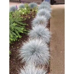 Festuca Blu "Festuca Glauca Elijah Blue" Pianta In Vaso 14 Cm -Negozio al dettaglio Evergreen 70317380 5