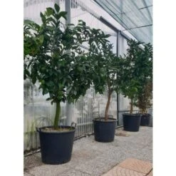 Arancio Valencia "Citrus Sinensis" Agrumi Di Sicilia Esemplari Unici Pianta In Mastello 60 Cm FOTO REALI -Negozio al dettaglio Evergreen 71481749 3