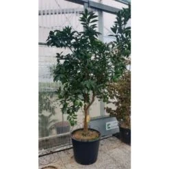 Arancio Valencia "Citrus Sinensis" Agrumi Di Sicilia Esemplari Unici Pianta In Mastello 60 Cm FOTO REALI -Negozio al dettaglio Evergreen 71481749 5