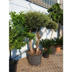 Ulivo Olivo Pon Pon Autoctono "Olea Europea" Doppio Tronco Esemplare Unico Pianta In Mastello 65 Cm FOTO REALI -Negozio al dettaglio Evergreen 71481836 3
