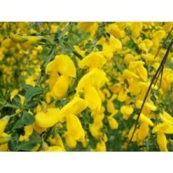 Ginestra Dei Carbonai "Cytisus Scoparius" Citiso Pianta In Vaso 9 Cm
