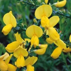 Ginestra Dei Carbonai "Cytisus Scoparius" Citiso Pianta In Vaso 9 Cm -Negozio al dettaglio Evergreen 72275330 3
