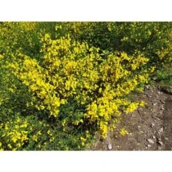 Ginestra Dei Carbonai "Cytisus Scoparius" Citiso Pianta In Vaso 9 Cm -Negozio al dettaglio Evergreen 72275330 4