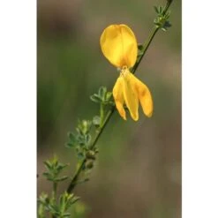 Ginestra Dei Carbonai "Cytisus Scoparius" Citiso Pianta In Vaso 9 Cm -Negozio al dettaglio Evergreen 72275330 5