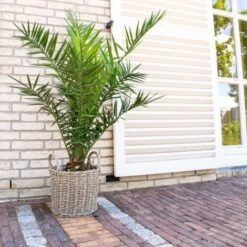 Phoenix Canariensis "Palma Delle Canarie" Pianta In Vaso 24 Cm Non Specificato 24 Cm