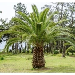 Phoenix Canariensis "Palma Delle Canarie" Pianta In Vaso 24 Cm Non Specificato 24 Cm -Negozio al dettaglio Evergreen 74828447 3